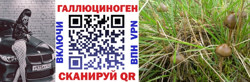hydra онион Мончегорск Псилоцибиновые грибы Psilocybe